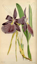 Curtiss Botanical Magazine 1849 Showy Miltonia A4 Photo Print