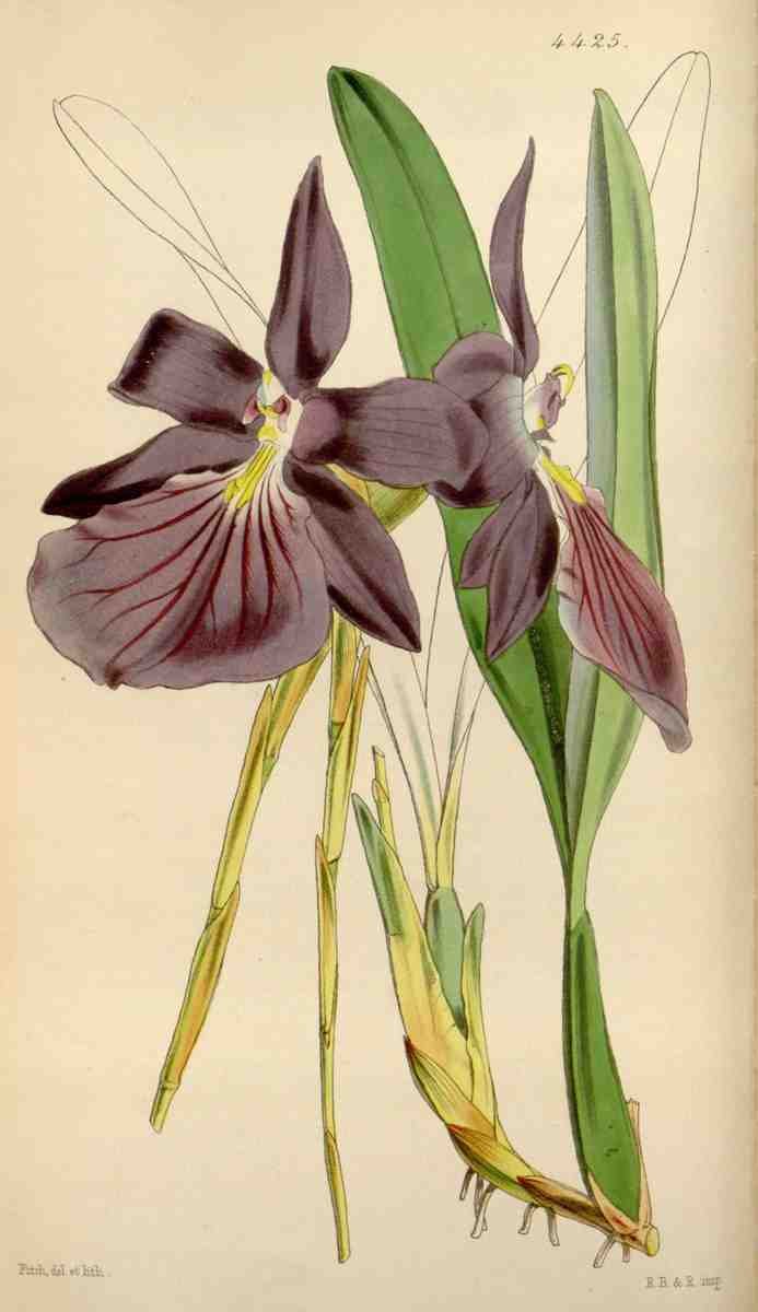 Curtiss Botanical Magazine 1849 Showy Miltonia A4 Photo Print