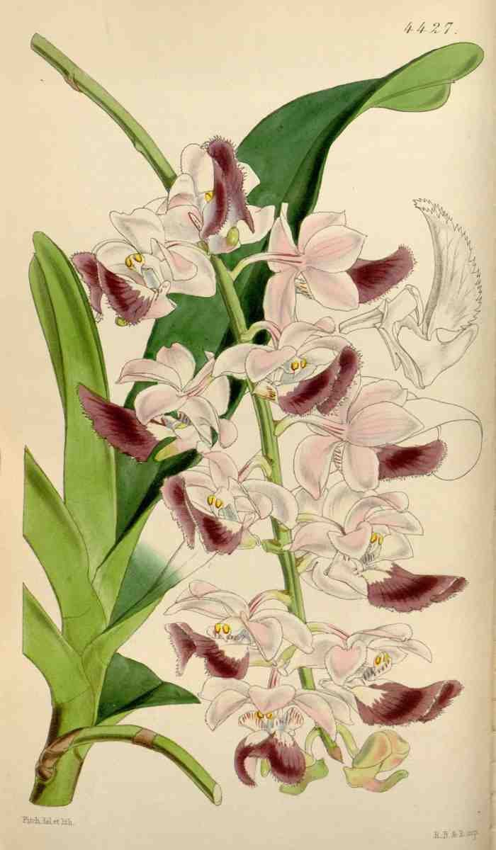Curtiss Botanical Magazine 1849 Sir Richard Brookes Airplant A4 Photo Print