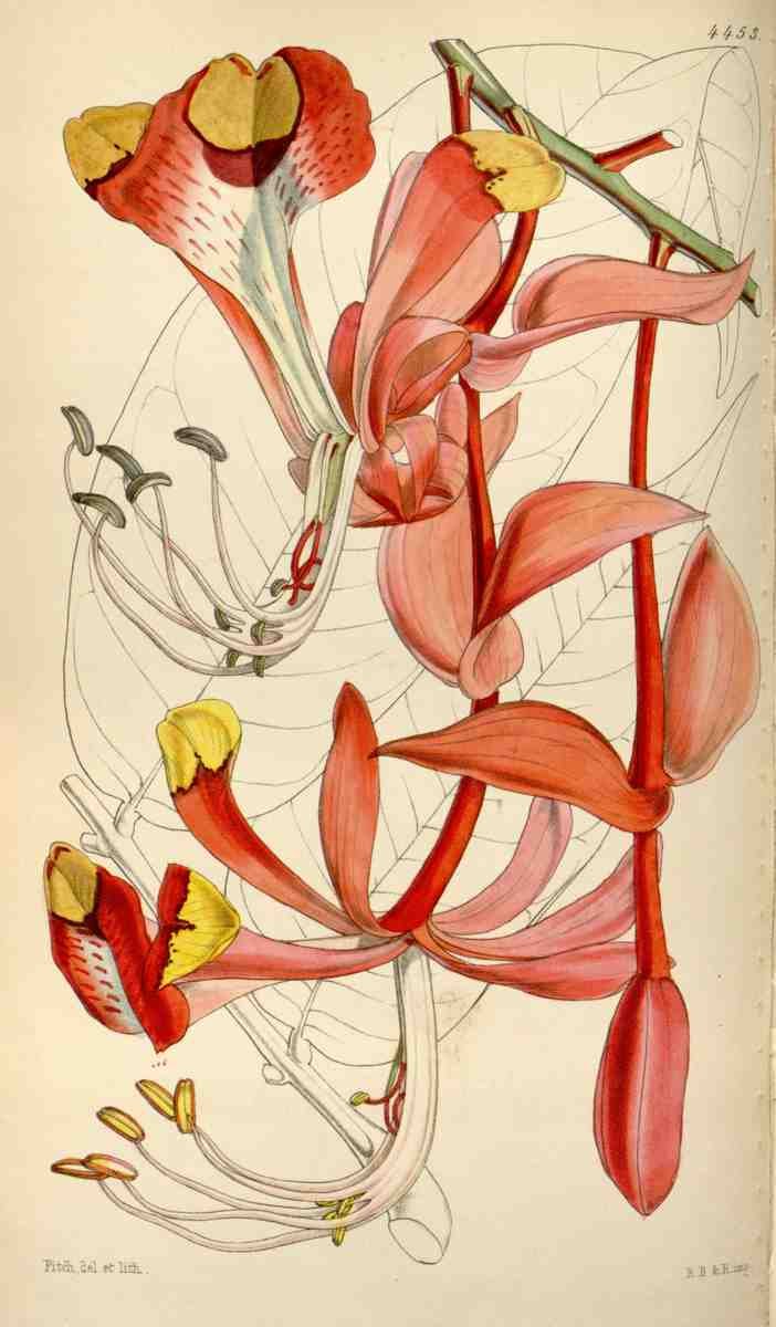 Curtiss Botanical Magazine 1849 Splendid Amherstia A4 Photo Print