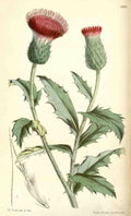 Curtiss Botanical Magazine 1849 Thistle A4 Photo Print