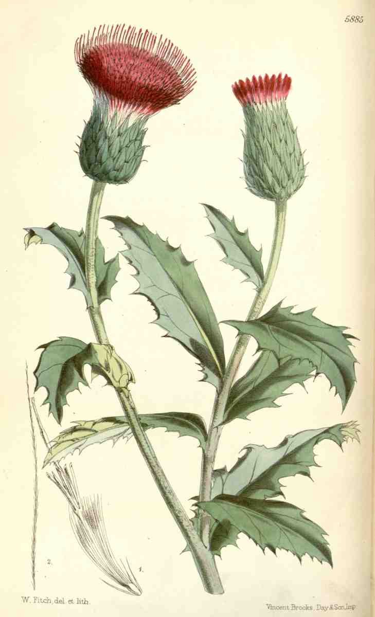 Curtiss Botanical Magazine 1849 Thistle A4 Photo Print