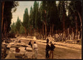 Cypresses and road Scutari Constantinople Vintage A4 Photo Print