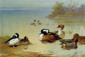 DRILLED Thorburn Archibald Buffel Headed Duck American Green Winged Teal And Hooded Merganser A4 Photo Print