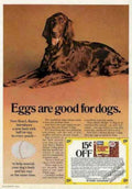 Dachshund Eggs Ration Vintage Retro Advert Ads A4 Photo Print