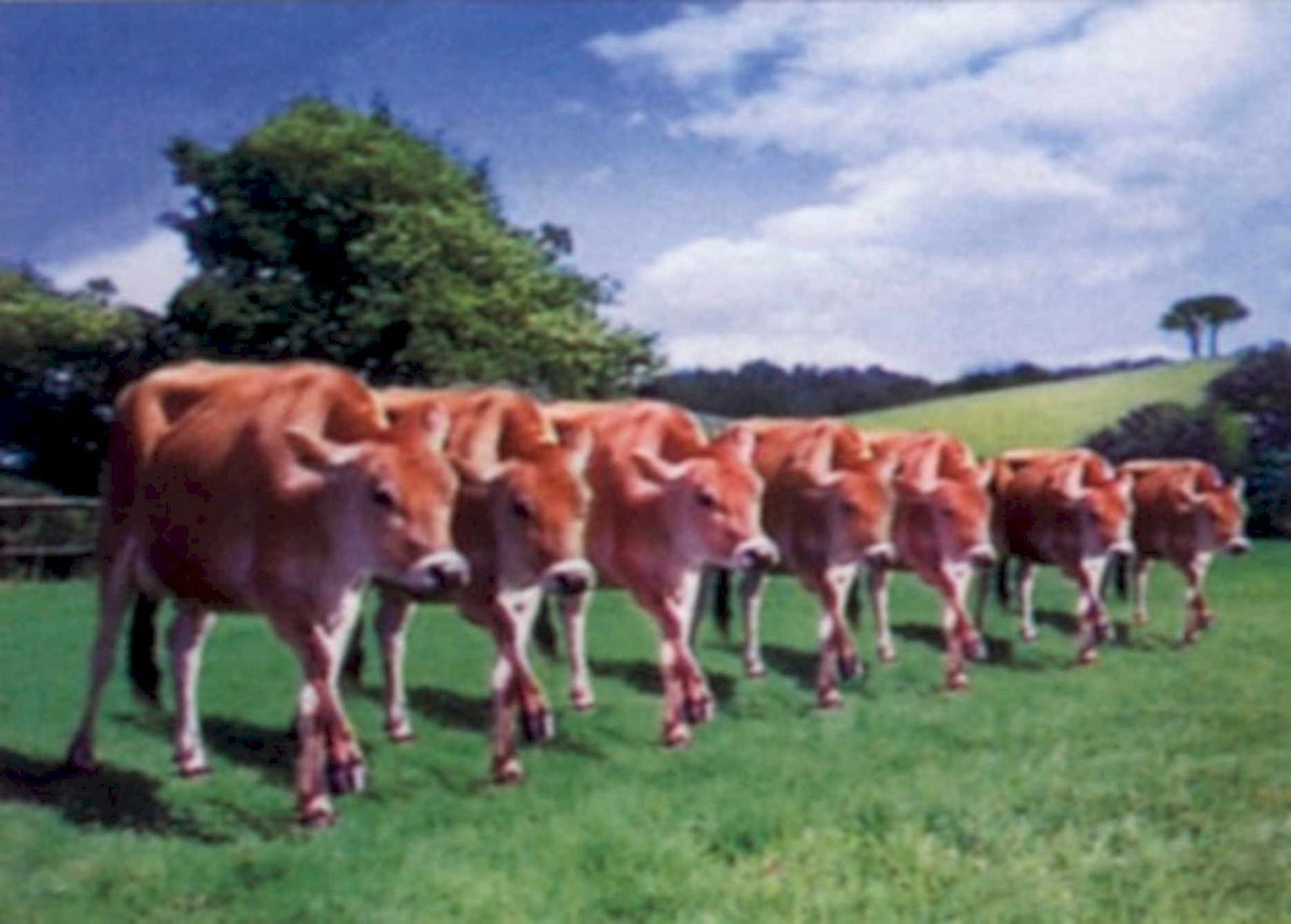 Dairy Cattle Herd 1990s Vintage Retro Advert