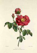 Damask Rose 1826 Vintage Retro Advert Poster A4 Photo Print