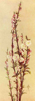 Daniell EE Keramic Studio 1899 1920 Flowering Almond A4 Photo Print