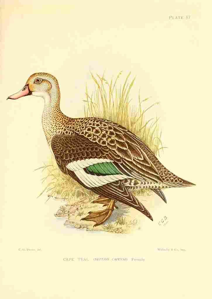 Davis C Game birds of South Africa 1912 Cape Teal A4 Photo Print