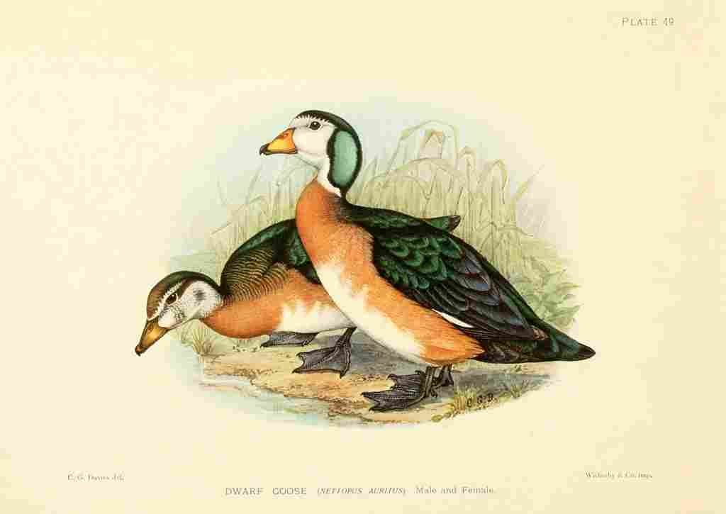 Davis C Game birds of South Africa 1912 Dwarf Goose A4 Photo Print