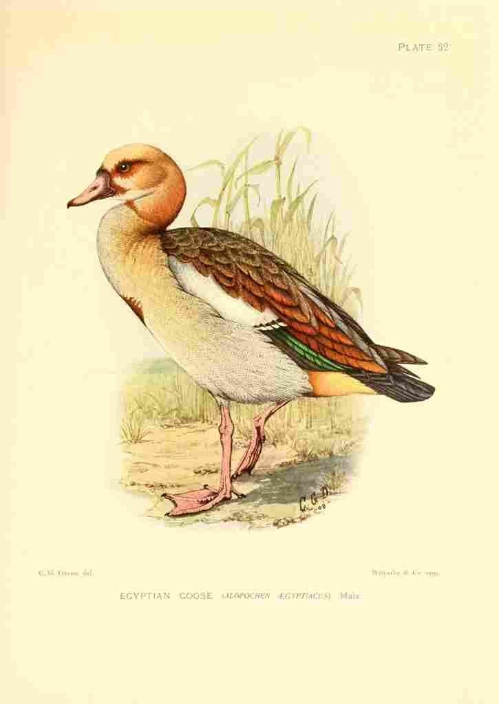 Davis C Game birds of South Africa 1912 Egyptian Goose A4 Photo Print