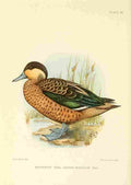 Davis C Game birds of South Africa 1912 Hottentot Teal A4 Photo Print