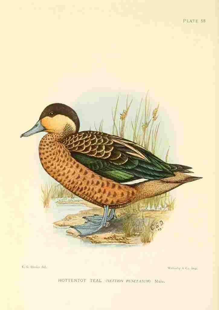 Davis C Game birds of South Africa 1912 Hottentot Teal A4 Photo Print
