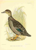 Davis Sergeant Charles S Africa Birds Black Duck A4 Photo Print