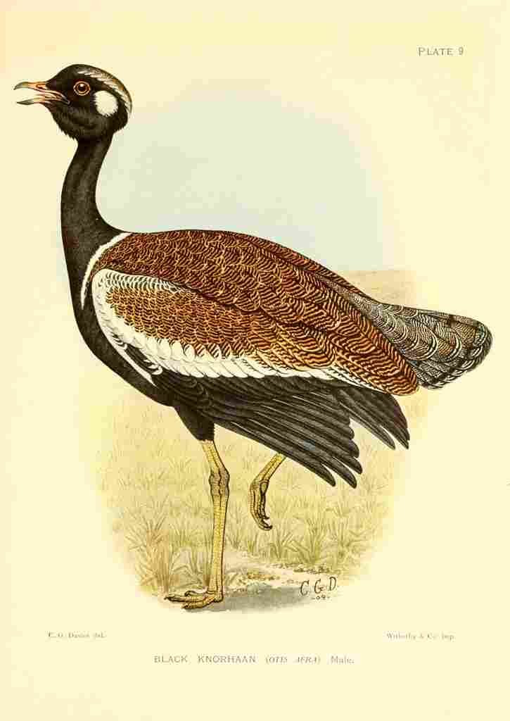 Davis Sergeant Charles S Africa Birds Black Knorhaan A4 Photo Print