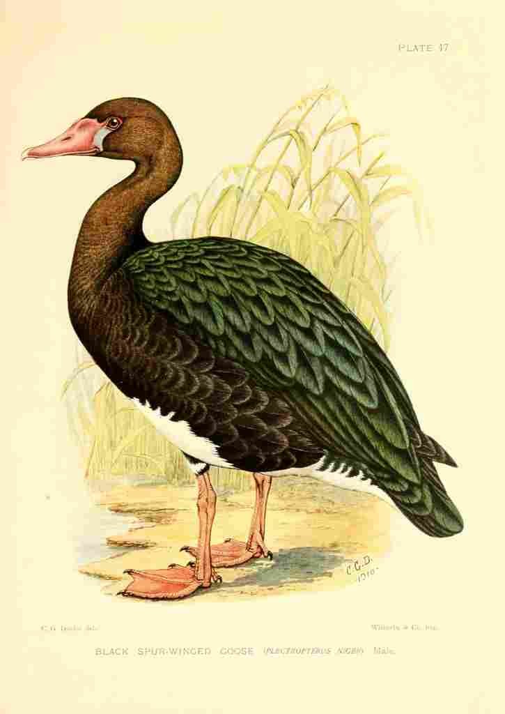 Davis Sergeant Charles S Africa Birds Black Spur winged Goose A4 Photo Print
