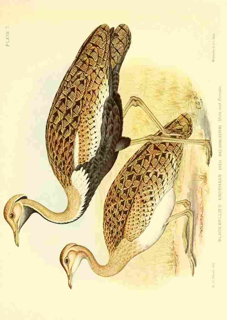 Davis Sergeant Charles S Africa Birds Black bellied Knorhaan A4 Photo Print