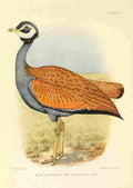 Davis Sergeant Charles S Africa Birds Blue Knorhaan A4 Photo Print
