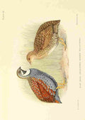 Davis Sergeant Charles S Africa Birds Blue Quail A4 Photo Print