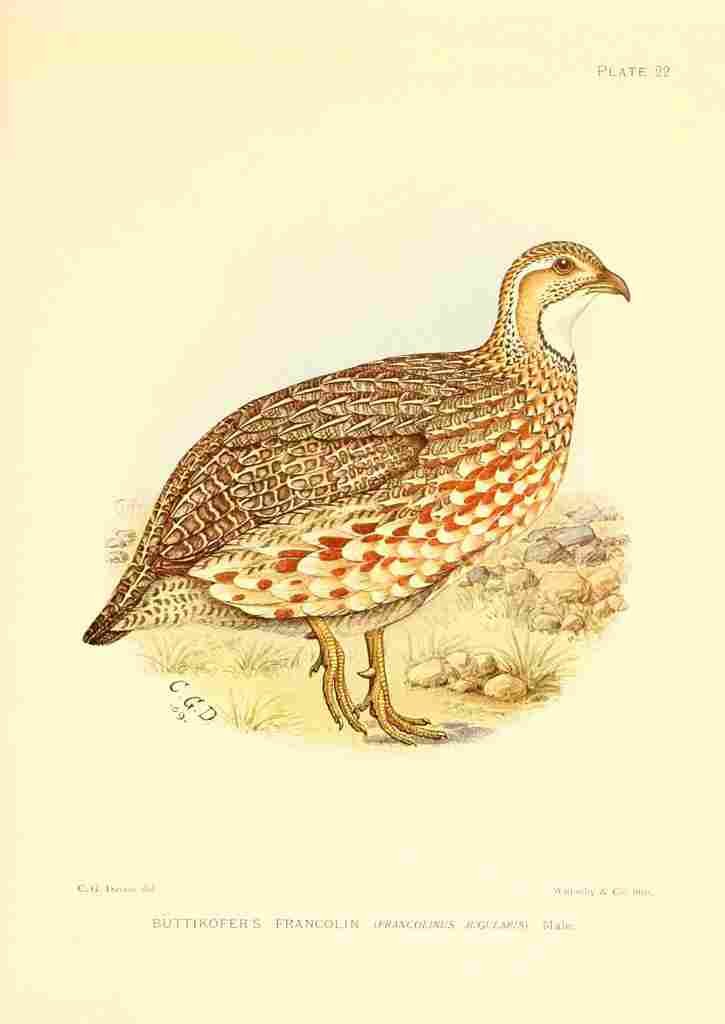 Davis Sergeant Charles S Africa Birds Buttikofers Francolin A4 Photo Print