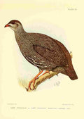 Davis Sergeant Charles S Africa Birds Cape Francolin A4 Photo Print