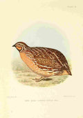 Davis Sergeant Charles S Africa Birds Cape Quail A4 Photo Print
