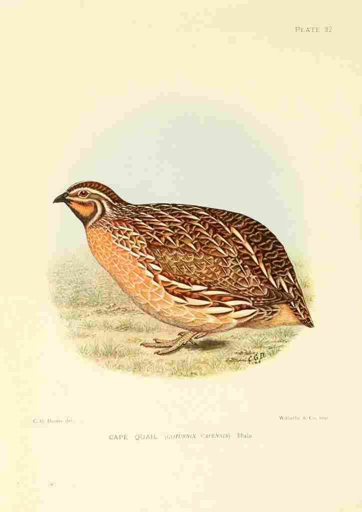 Davis Sergeant Charles S Africa Birds Cape Quail A4 Photo Print