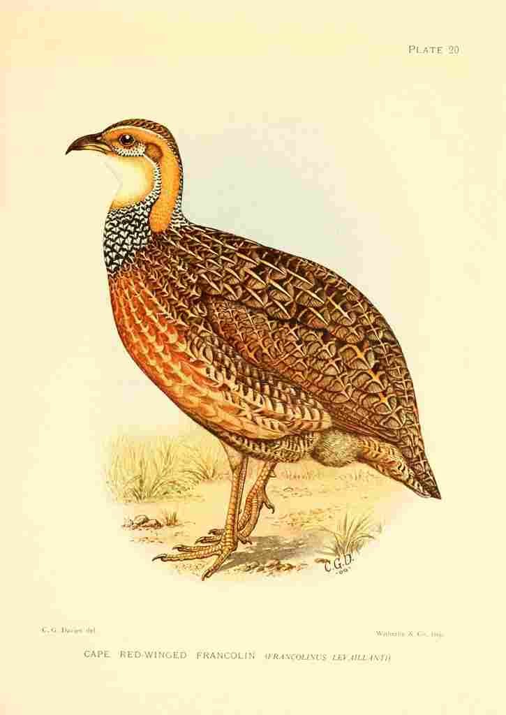 Davis Sergeant Charles S Africa Birds Cape Red winged Francolin A4 Photo Print