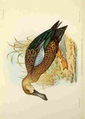 Davis Sergeant Charles S Africa Birds Cape Shoveler A4 Photo Print