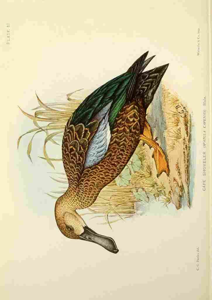 Davis Sergeant Charles S Africa Birds Cape Shoveler A4 Photo Print