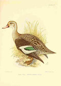 Davis Sergeant Charles S Africa Birds Cape Teal A4 Photo Print