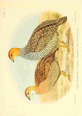 Davis Sergeant Charles S Africa Birds Coqui Francolin A4 Photo Print