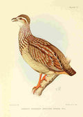 Davis Sergeant Charles S Africa Birds Crested Francolin A4 Photo Print