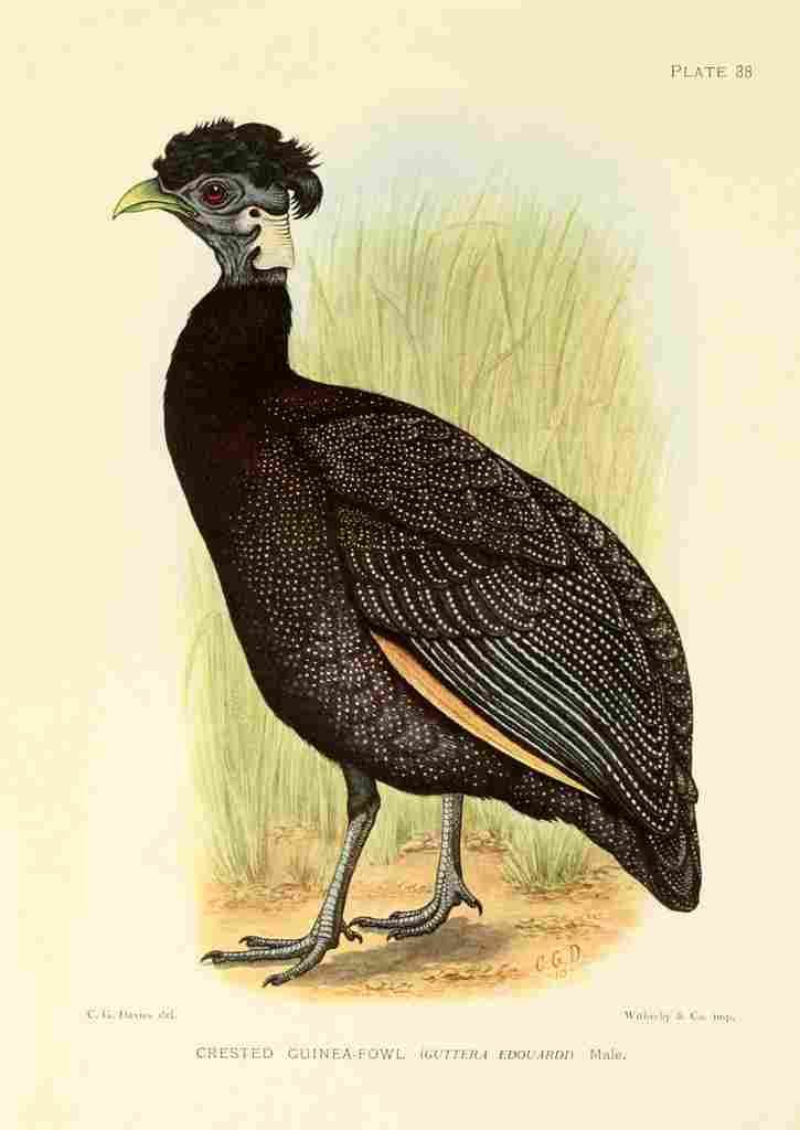 Davis Sergeant Charles S Africa Birds Crested Guinea fowl A4 Photo Print