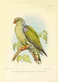 Davis Sergeant Charles S Africa Birds Delalandes Green Pigeon A4 Photo Print