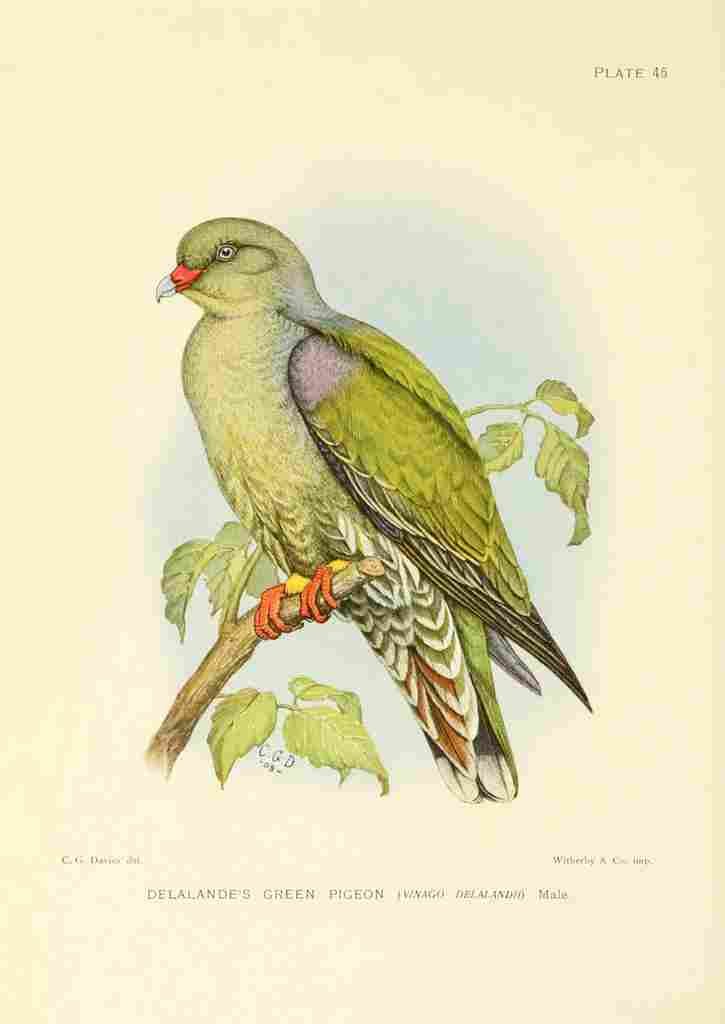Davis Sergeant Charles S Africa Birds Delalandes Green Pigeon A4 Photo Print