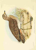 Davis Sergeant Charles S Africa Birds Dikkop A4 Photo Print