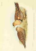Davis Sergeant Charles S Africa Birds Double banded Sandgrouse A4 Photo Print
