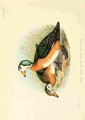 Davis Sergeant Charles S Africa Birds Dwarf Goose A4 Photo Print