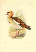 Davis Sergeant Charles S Africa Birds Egyptian Goose A4 Photo Print