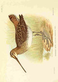 Davis Sergeant Charles S Africa Birds Ethiopian Snipe A4 Photo Print