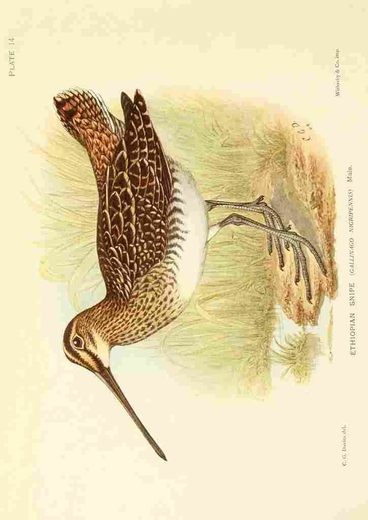 Davis Sergeant Charles S Africa Birds Ethiopian Snipe A4 Photo Print