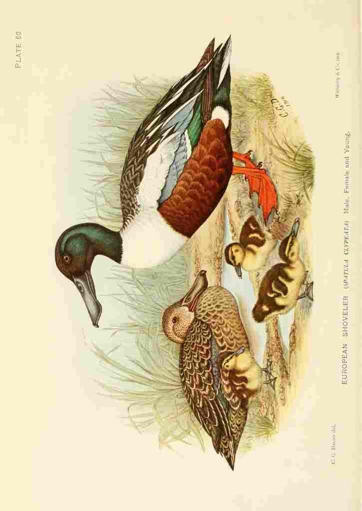 Davis Sergeant Charles S Africa Birds European Shoveller A4 Photo Print