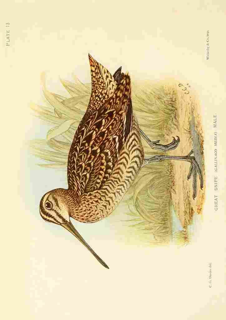 Davis Sergeant Charles S Africa Birds Great Snipe A4 Photo Print