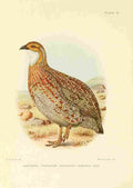 Davis Sergeant Charles S Africa Birds Greywing Francolin A4 Photo Print
