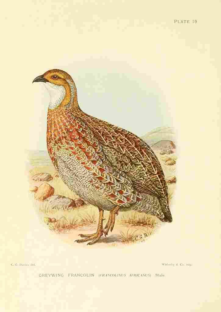 Davis Sergeant Charles S Africa Birds Greywing Francolin A4 Photo Print