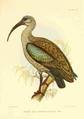 Davis Sergeant Charles S Africa Birds Hadada Ibis A4 Photo Print