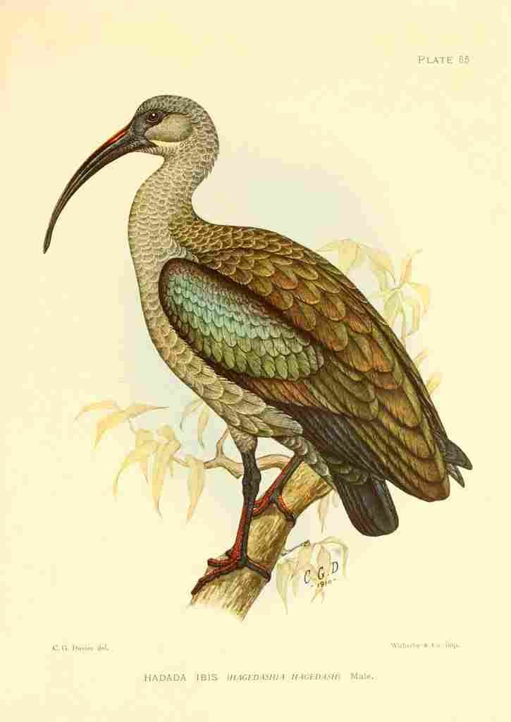 Davis Sergeant Charles S Africa Birds Hadada Ibis A4 Photo Print