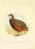 Davis Sergeant Charles S Africa Birds Harlequin Quail A4 Photo Print