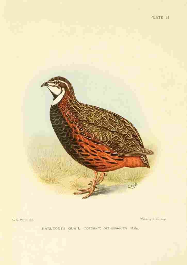 Davis Sergeant Charles S Africa Birds Harlequin Quail A4 Photo Print